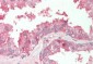 PVR / CD155 Antibody